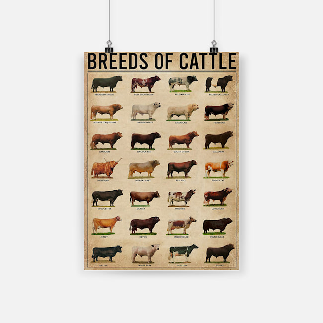 Breeds of cattle aberdeen angus beef shorthorn belgian blue poster 4