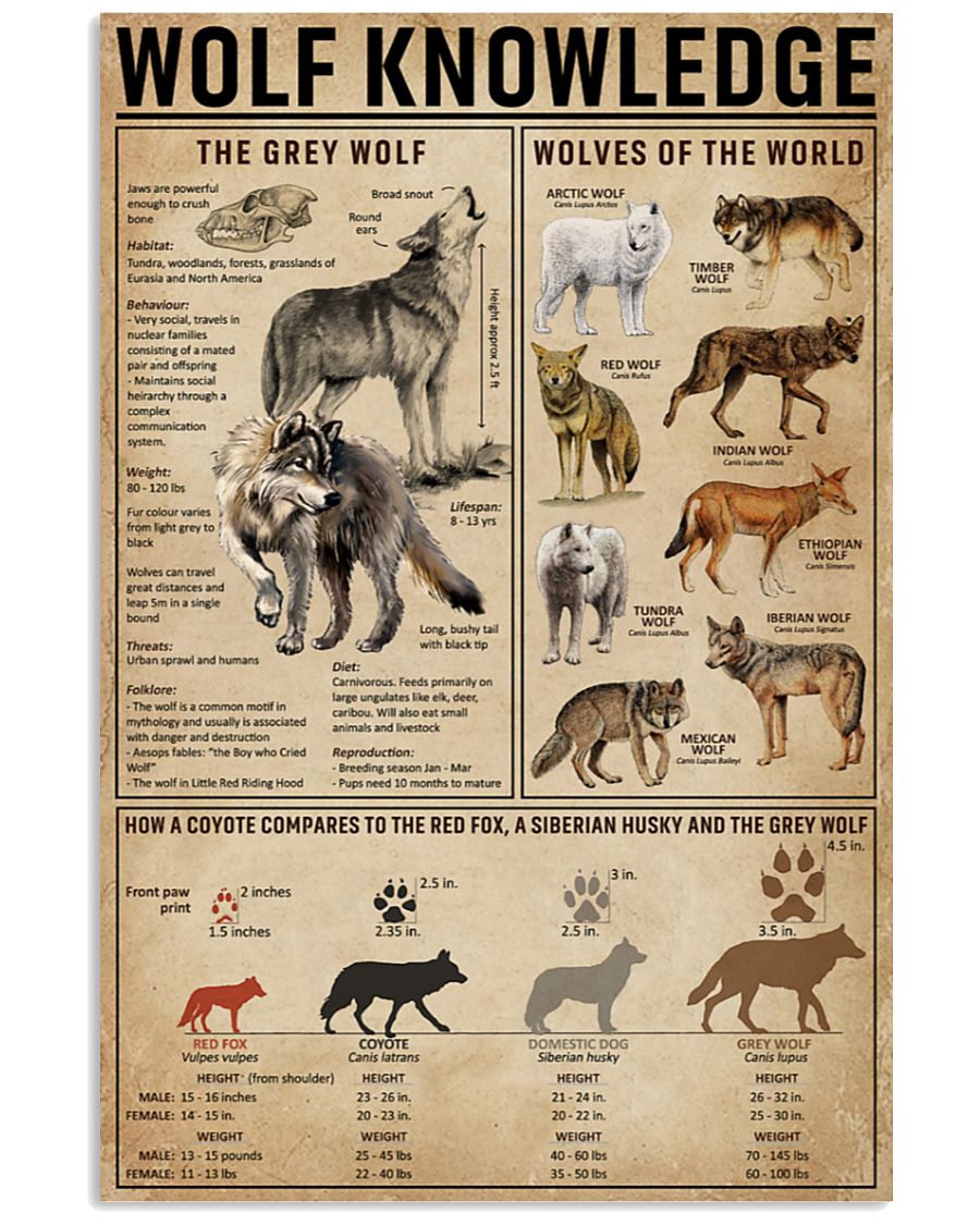 vintage wolf knowledge the grey wolf poster 1